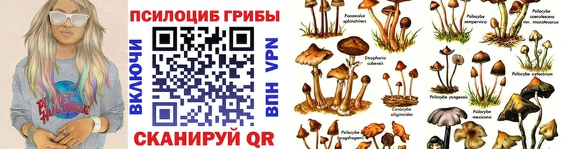 KRAKEN tor  Верея  Псилоцибиновые грибы Psilocybine cubensis 